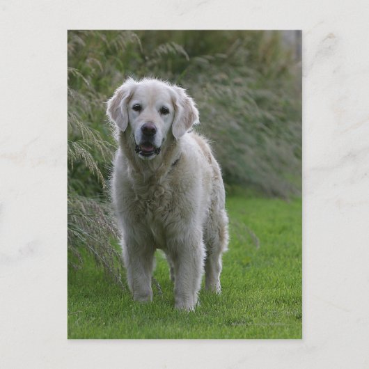 Carte Postale Golden Retriever Running 2 (Devant)