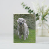 Carte Postale Golden Retriever Running 2 (Debout devant)