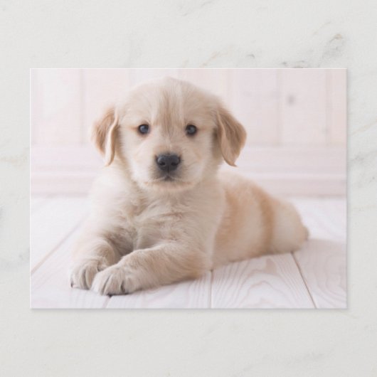 Carte Postale Golden retriever se couchant (Devant)