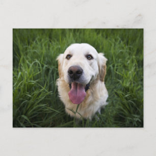 Carte Postale Golden Retriever souriant