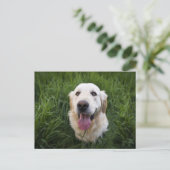 Carte Postale Golden Retriever souriant (Debout devant)