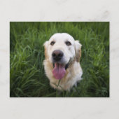 Carte Postale Golden Retriever souriant (Devant)