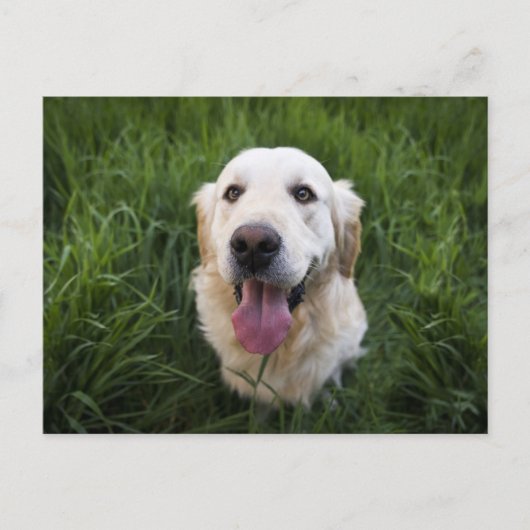 Carte Postale Golden Retriever souriant (Devant)