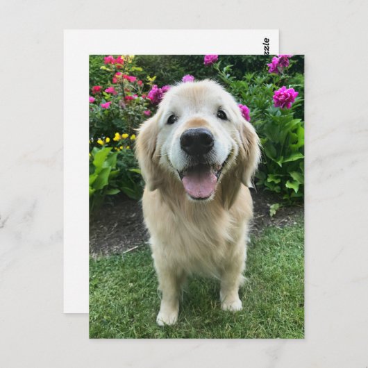 Carte Postale Golden Retriever souriant avec des fleurs Merci (Devant / Derrière)