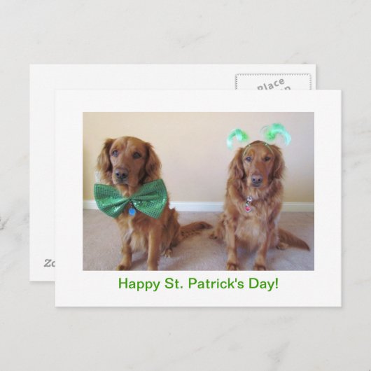 Carte Postale Golden Retriever St. Patrick's Day Postcard (Devant / Derrière)