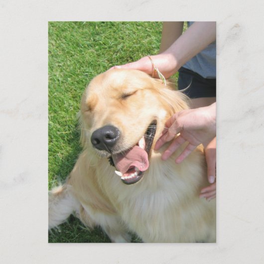 Carte Postale Golden Retriever Vous L'Avez Fait Félicitations En (Devant)