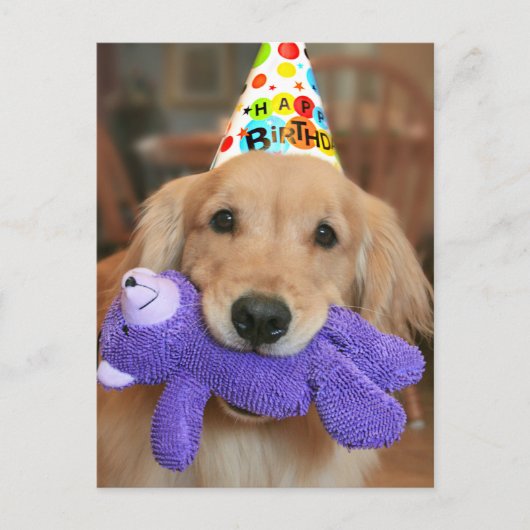 Carte Postale Golden Retriever with Happy Birthday Casquette and (Devant)