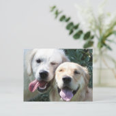 Carte postale Golden Retrivers (Debout devant)