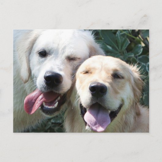Carte postale Golden Retrivers (Devant)