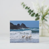 Carte postale Golden Retrivers (Debout devant)