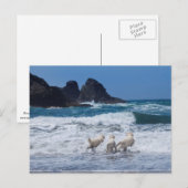 Carte postale Golden Retrivers (Devant / Derrière)