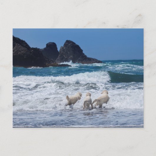 Carte postale Golden Retrivers (Devant)