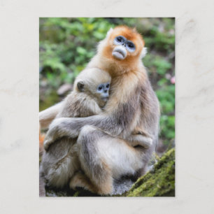 Carte Postale Golden Snub-Nosed Monkey with Baby