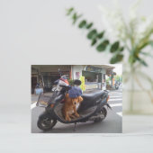 Carte postale Golden sur Scooter (Debout devant)