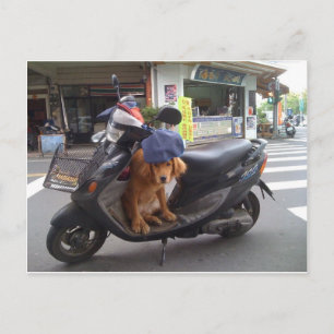 Carte postale Golden sur Scooter