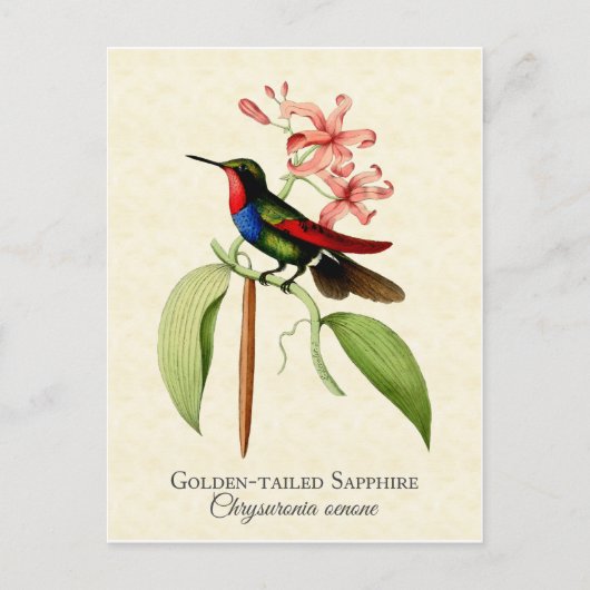 Carte postale Golden Tel Sapphire Hummingbird Art (Devant)