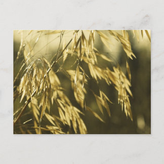 Carte Postale Golden Wheatgrass Fine Art Photographie