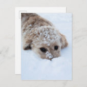 Carte Postale Goldendoodle Avec Nez Dans La Neige (Devant / Derrière)
