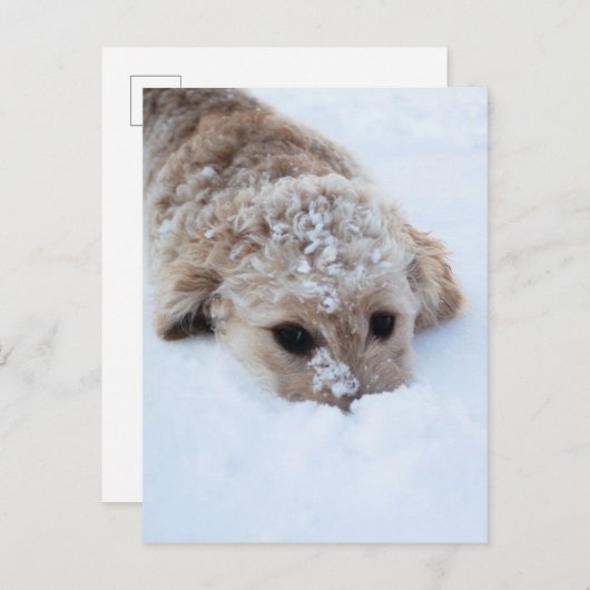 Carte Postale Goldendoodle Avec Nez Dans La Neige (Devant / Derrière)