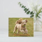 Carte Postale Goldendoodle chien avec balle (Debout devant)