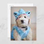 Carte Postale Goldendoodle En Costume De Requin (Devant / Derrière)