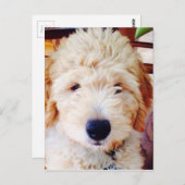 Carte Postale Goldendoodle Puppy (Devant / Derrière)