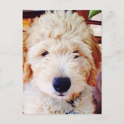 Carte Postale Goldendoodle Puppy (Devant)