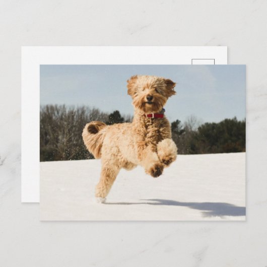 Carte Postale Goldendoodle Traversant Le Champ (Devant / Derrière)