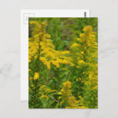 Carte Postale Goldenrod du Kentucky (Devant / Derrière)