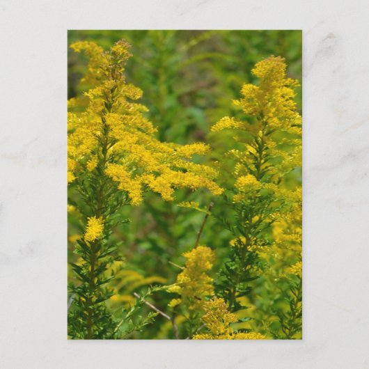 Carte Postale Goldenrod du Kentucky (Devant)