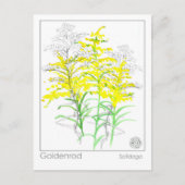 Carte Postale Goldenrod Materia Medica Monograph Herbal Study (Devant)