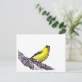 Carte Postale Goldfinch (Debout devant)