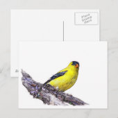 Carte Postale Goldfinch (Devant / Derrière)