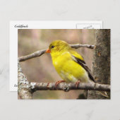 Carte Postale Goldfinch (Devant / Derrière)
