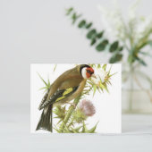Carte Postale Goldfinch (Debout devant)
