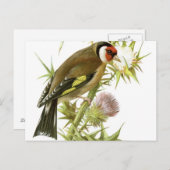 Carte Postale Goldfinch (Devant / Derrière)