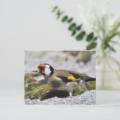 Carte postale Goldfinch (Debout devant)