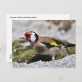 Carte postale Goldfinch (Devant / Derrière)