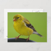 Carte postale Goldfinch (Devant / Derrière)