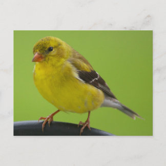 Carte postale Goldfinch