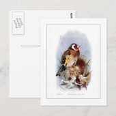 Carte Postale Goldfinch (Devant / Derrière)