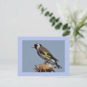Carte Postale Goldfinch (Debout devant)