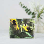 Carte Postale Goldfinch (Debout devant)