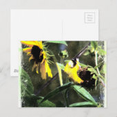 Carte Postale Goldfinch (Devant / Derrière)