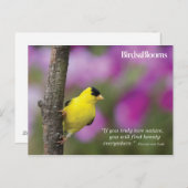 Carte Postale Goldfinch (Devant / Derrière)