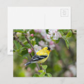 Carte Postale Goldfinch américain avec fleurs de pomme de printe (Devant / Derrière)