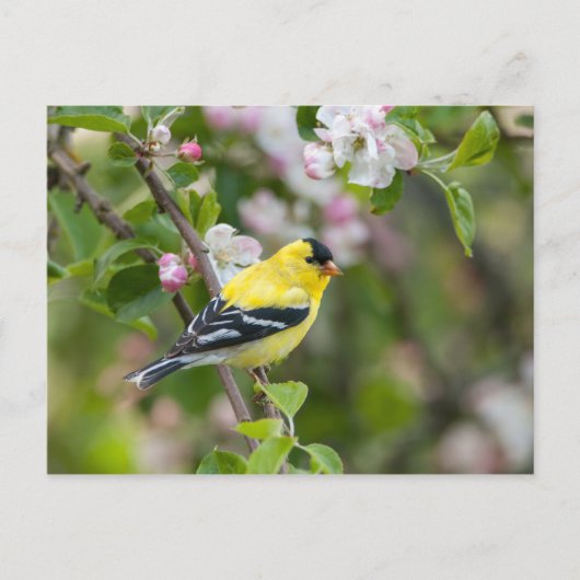 Carte Postale Goldfinch américain avec fleurs de pomme de printe (Devant)