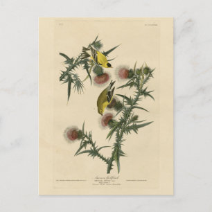 Carte Postale Goldfinch américain d'Audubon's Birds of America
