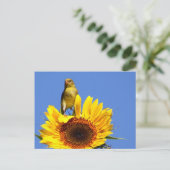 Carte Postale Goldfinch américain sur tournesol (Debout devant)