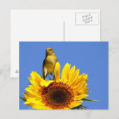 Carte Postale Goldfinch américain sur tournesol (Devant / Derrière)
